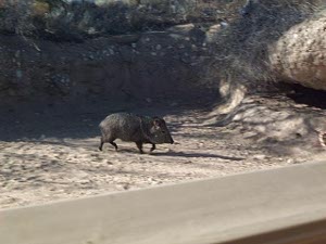 The small dark piglike animal is walking across a sandy floor in the animal enclosure