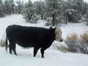 A young black steer with a white head stands a few feet from the camera in the Utah snow