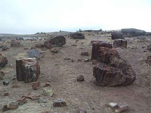 large chunks of ancient tree trunks that have turned into stone are strewn on top of the desert