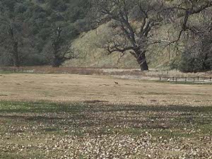 The bobcat is in the center of a field of dark brown grass, clearly though distantly visible.