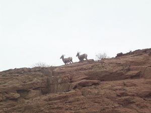 On top of the hill (perhaps fifty feet above the photographer are two desert bighorn sheep