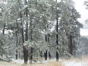 The branches of the pine trees were thoroughly covered with snow from the night before; the white branches matched the cloudy white sky