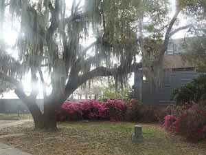 with the sun peeking through, a Louisiana tree is laden with Spanish moss; against the house are banks of pink flowering azaleas