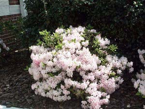 A low azalea bush is a mass of pale pink flowers, with just a few spots of green leaves showing through.