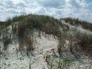 The dunes rise high in the air, partially covered with a lovely green dune grass