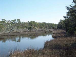 A tree lined pond in Roosevelt Natural Area