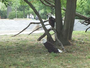 Two bald eagles, one on the ground, the other in a branch of a tree.