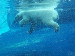 The bear appears to be walking, just below the surface of the water.