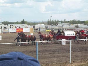 A red chuckwagon is lined up while the outrider holds the horses from dashing off