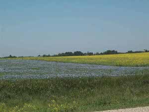 The field on the left is a pale blue lilac color, that on the right a bright yellow.  In both fields the leaves of the plants add a greenish tint