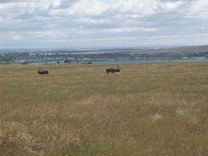 Two bull elk in a field, with Fort Peck Lake in the background
