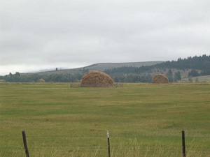 Many fields in Montana had huge rounded hay stacks, instead of bales