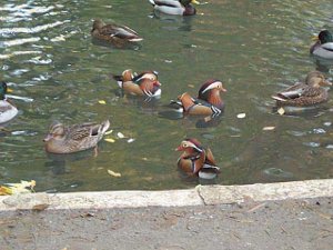 Looking down on the pond, three mandarin ducks, colored tan and red brown and white and black, are surrounded by several more common mallards