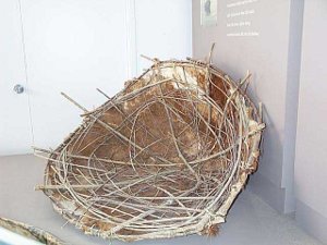 The small craft has been badly weathered, but the simple bowl-shaped framework of sticks is covered with a rotting buffalo hide