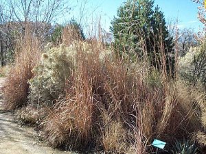 Large bushy grasses, shrubs, and cacti, with one blue sign showing along the gravel path