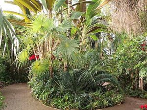A lovely planting of palms inside the humid conservatory