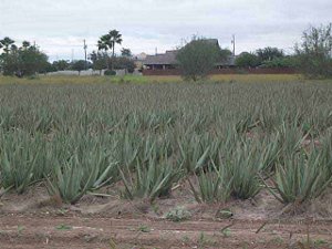 The field appears to be around 10 acres of aloe