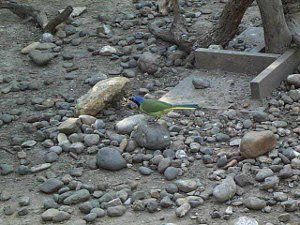 With bright green wings, a lighter belly, and a blue head, the green jay stands amongst a gravelly river bed