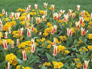 A beautiful flower bed in Chelmsford, with red and white tulips alternated with an orange flower