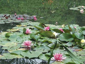 The water lilies have pink and white flowers, floating on the still waters of the pond in Monet's garden