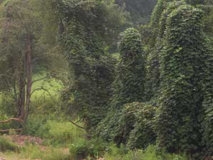 Like a large-leafed ivy, kudzu rapidly climbs all over a tree, shutting out light and moisture and killing the tree.