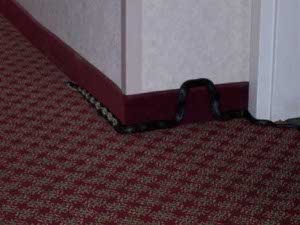 The black and cream striped snake is about 4 feet long, and is crawling along the corner between the wall and the floor.  Just near a hotel room door it has arched into a loop that extends over the top of the baseboard.
