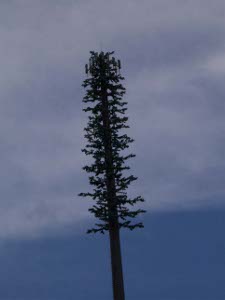 To camouflage a cell phone tower, the builders have aded pseudo pine boughs to look a little like a tree; it may also divert the birds