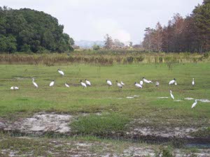 A flock of about 20 wood storks in a field
