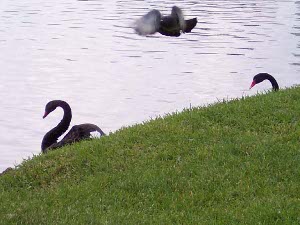 three black swans in the water