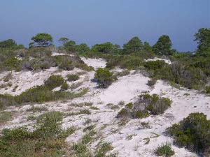 The Gulf Coast Sand Dune has nearly white sand, with green grasses struggling to take root