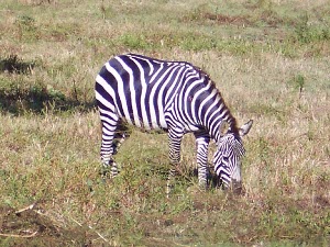A black-and-white-striped zebra, grazing peacefully in a Louisiana pasture