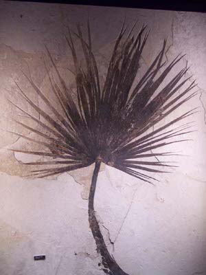 The fossil palm leaf looks alive, it is so well preserved with dark colors against a white matrix background