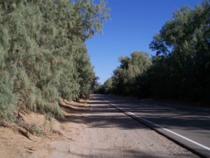 the blacktop highway has sand shoulders and sage green tamarisks on both sides of the road, as far as the eye can see, making an attractive contrast to the dark blue sky