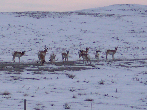 Nine antelope stand out against the snowy hillside.