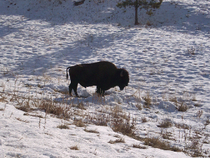 One loan bison seen from above, silhouetted against the snow
