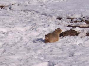 Standing in the snow, the prairie dog's tail is pointed up