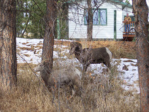 In front of a home, with the owner looking out, are two big horn sheep, a male and a female, partly hidden by the brush and trees, and camouflaged by the snow on the ground.
