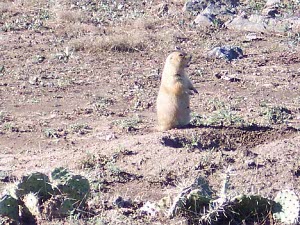 Cream colored, the prairie dog stands sentinel near the entrance to a burrow in a field of dirt and cactus