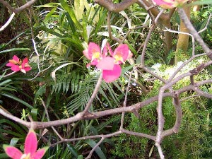 From the branches of a bush bloom several beautiful pink and yellow orchids