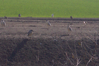 On a brown dirt embankment in front of a green field appear 8 separate Black-Crowned Night Herons