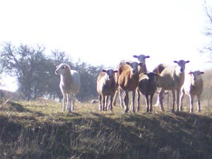 back lit by the morning sun, nine newly shorn sheep look at the passing truck