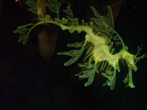 the yellow and pale green dragonfish looks like an artist's imagination instead of a real fish