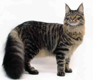 The cat has black and grey stripes and a long bushy tail