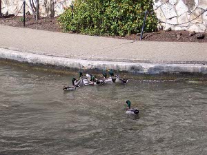 Seven male mallards have submerged one female along the San Antonio River Walk