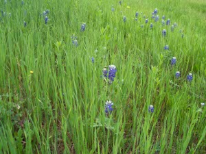 growing out of 18-inch green blades, the bluebonnet is a cluster of blue-violet flowers.  Here a field is full of them.