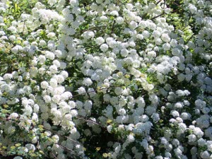 A large bush clumped full of balls of white flowers, spyrea