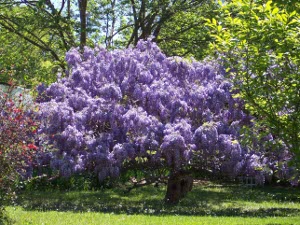 The wisteria has grown into a tree, a mass of violet blooms of springtime wisteria, Tyler Rose Garden