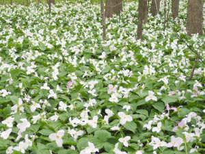 The green leafed trillium plants are surmounted by a sea of white and pinkish flowers, surrounding the tree trunks