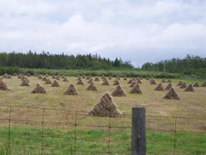 Farmers on Manitoulin Island pile their hay in pyramids