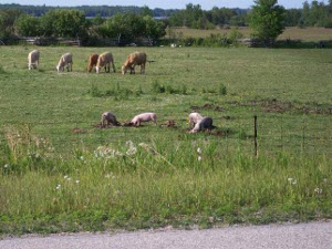 Five cows and four pigs enjoy the green pasture